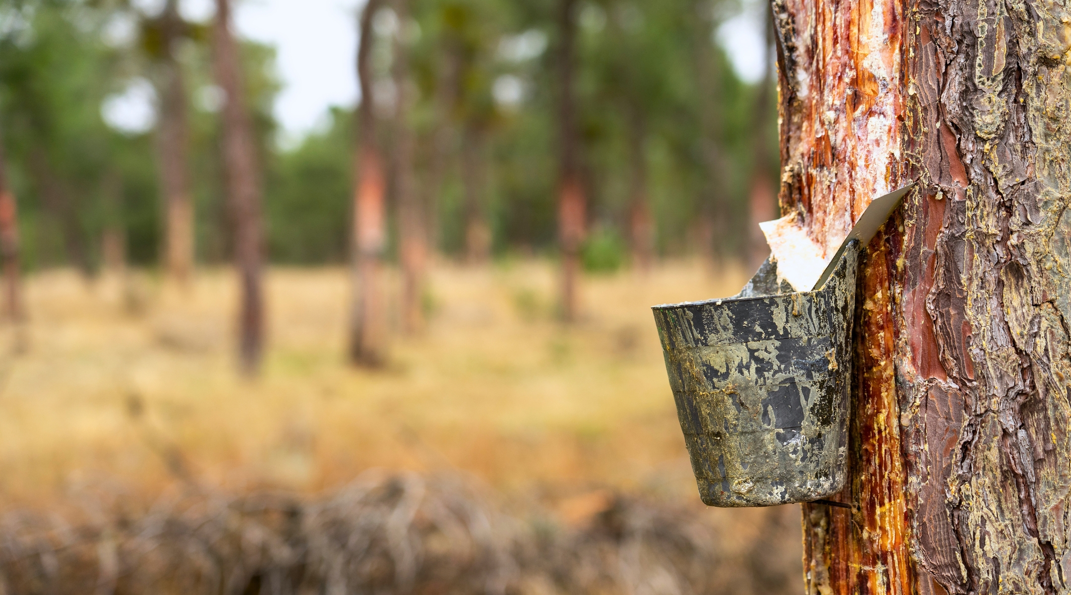 extraction de résine de pin dans la forêt par le pot de gemmage d'un résinier dans les Landes protégez votre voiture avec un ligne ou un tissu sur le parking de notre camping 5 étoiles en bord de mer