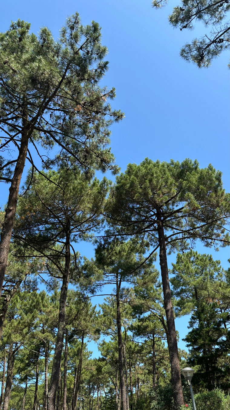 La cime des pins du camping le Vieux Port