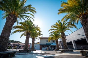 Photo de la place centrale du village du camping par temps ensoleillé, avec des palmiers élancés offrant de l’ombre, des bancs disposés pour se reposer, et la location de vélos visible à proximité, ambiance chaleureuse et conviviale, idéal pour des moments de détente au cœur du camping.