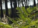 camping foret landes pins gascogne