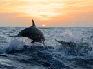Balade en catamaran à voile à la recherche des dauphins dans les Landes