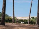 Photo campeuse promène chien blanc dune pins : balade nature camping Landes, sentier sable océan lisière forêt pinède, compagnon fidèle détente plein air Messanges.