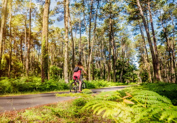 Pistes cyclables de la Vélodyssée dans la forêt landaise