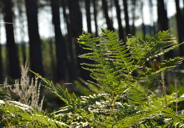 camping foret landes pins gascogne