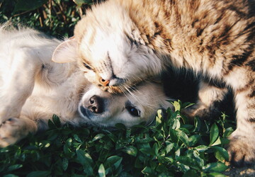 Camping avec chiens et chats accueillis avec plaisir Votre séjour dog-friendly labellisé Qualidog débarque au Vieux Port
