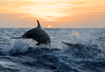 Balade en catamaran à voile à la recherche des dauphins dans les Landes