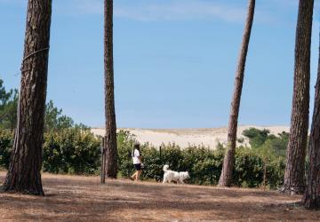 Photo campeuse promène chien blanc dune pins : balade nature camping Landes, sentier sable océan lisière forêt pinède, compagnon fidèle détente plein air Messanges.