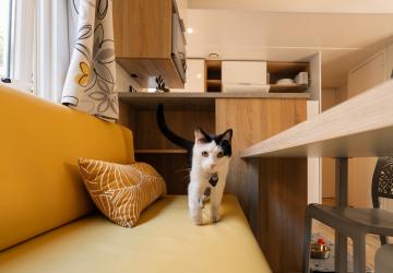 Un chat sur le canapé d'un mobil-home Resasol 4 chambres animaux admis  dans les Landes