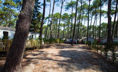 Vue panoramique des emplacements spacieux du camping Le Vieux Port à Messanges, situés au cœur d'une végétation luxuriante avec emplacement ombragé, accès facile aux sanitaires modernes, proximité de la plage de sable fin et des installations de loisirs telles que piscine chauffée et aire de jeux, parfait pour les familles et amoureux de la nature.
