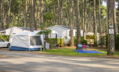 Bel emplacement naturel sous une pinède dense, avec des hauts troncs de pins verts aux longues aiguilles formant une canopée filtrant la lumière du soleil. Le sol est couvert d'un tapis doux d'aiguilles de pin et d'herbe rase, créant une atmosphère paisible et ombragée. L'endroit invite à la détente au cœur d'un paysage forestier typique méditerranéen, avec une lumière douce et une ambiance sereine.