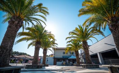Photo de la place centrale du village du camping par temps ensoleillé, avec des palmiers élancés offrant de l’ombre, des bancs disposés pour se reposer, et la location de vélos visible à proximité, ambiance chaleureuse et conviviale, idéal pour des moments de détente au cœur du camping.