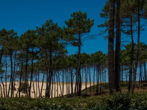 Vue depuis la location Lodge Premium jacuzzi 4 personnes avec vue dune dans les Landes au camping Le Vieux Port