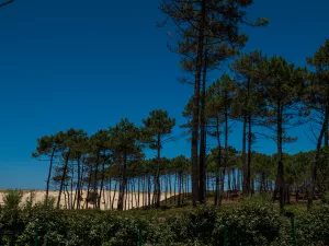 Vue dune Lodge Premium jacuzzi 6 personnes avec vue dune dans les Landes au camping Le Vieux Port
