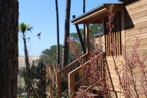 Vue sur la dune et l'accès privé de la plage de Vieux Boucau au mois de Septembre depuis le chalet en bois avec la forêt des Landes et sa bruyère au camping 5 étoiles Le Vieux Port de Messange Vieux Boucau lès Bains