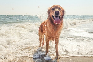 chien sur le littoral landais les apptes dans l'eau de l'océan à marée basse camping bord de mer acceptant les chiens et chats