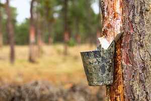 extraction de résine de pin dans la forêt par le pot de gemmage d'un résinier dans les Landes protégez votre voiture avec un ligne ou un tissu sur le parking de notre camping 5 étoiles en bord de mer