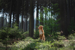 Avec votre animal dans notre camping chiens et chats admis Votre séjour dog-friendly labellisé QUALIDOG débarque au Vieux Port