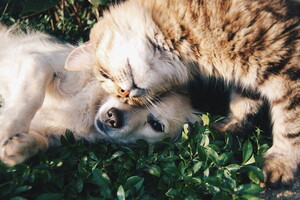 Camping avec chiens et chats accueillis avec plaisir Votre séjour dog-friendly labellisé Qualidog débarque au Vieux Port