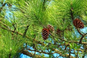 arbres de pins avec son fruit les pignes dans une photo à l'angle de vue du bas vers le haut pour voir la cime de l'arbre et le ciel bleu