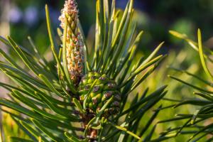 connifère sylvestre européen dans une photographie macro avec des cones de fleurs et du pollen pendant la saison de reproduction arboricole
