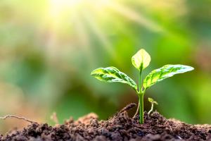 petits arbres avec feuilles vertes grandissant naturellement avec la lumière douce des rayons du soleil, une idée durable du cycle de la plante