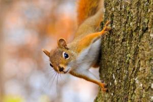 un écureuil vous regarde et vous observe avec sa robe rousse bien aggripé au tronc de sa maison pour savoir si vous allez faire attention à la nature qui est le foyer des animaux