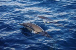 Dauphin nageant au large des côtes landaises, dans le Gouf de Capbreton