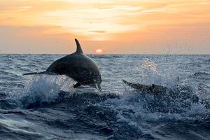 Dauphin sautant hors de l'eau dans le Gouf de Capbreton