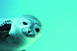 Un des phoques de l'Aquarium de Biarritz