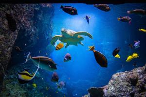 Un des phoques de l'Aquarium de Biarritz