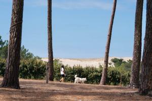 Photo campeuse promène chien blanc dune pins : balade nature camping Landes, sentier sable océan lisière forêt pinède, compagnon fidèle détente plein air Messanges.