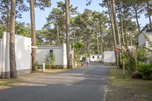 Photo promeneur avec chien en laisse dans la végétation du camping, balade nature au cœur des pins, ambiance vacances dog friendly et sentier ombragé.