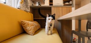 Un chat sur le canapé d'un mobil-home Resasol 4 chambres animaux admis  dans les Landes