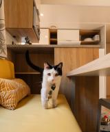 Un chat sur le canapé d'un mobil-home Resasol 4 chambres animaux admis  dans les Landes