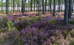 camping Linxe