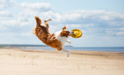 Votre séjour dog-friendly labellisé Qualidog débarque au Vieux Port à la plage bord de mer activité freeby