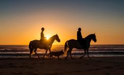 Balade à cheval dans les Landes