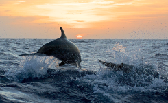 Balade en catamaran à voile à la recherche des dauphins dans les Landes