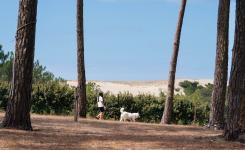 Photo campeuse promène chien blanc dune pins : balade nature camping Landes, sentier sable océan lisière forêt pinède, compagnon fidèle détente plein air Messanges.