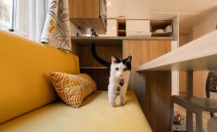 Un chat sur le canapé d'un mobil-home Resasol 4 chambres animaux admis  dans les Landes