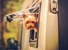 Petit chien qui sort la tête d'une fenêtre de caravane au camping 5 étoiles Le Vieux Port dans les Landes