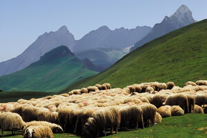 Moutons entre les montagnes des Pyrénées situées à quelques kilomètres du camping 5 étoiles Le Vieux Port