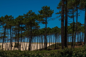 Forêt de pins accessible du camping le Vieux port 5 étoiles dans les Landes