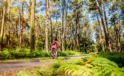 Pistes cyclables de la Vélodyssée dans la forêt landaise