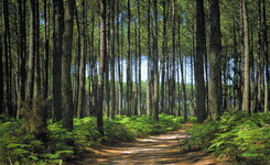 Vision du bois landais avec ses pins, fougères et sentiers pédestres en Gascogne